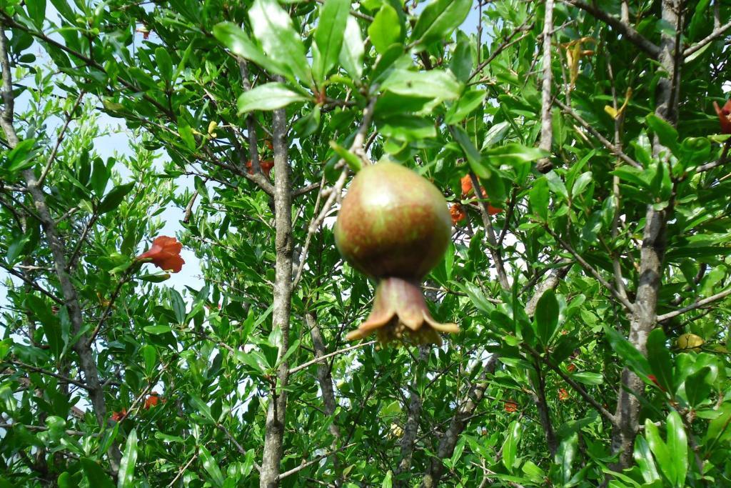 فندق Cesur Pansiyon Çıralı المظهر الخارجي الصورة