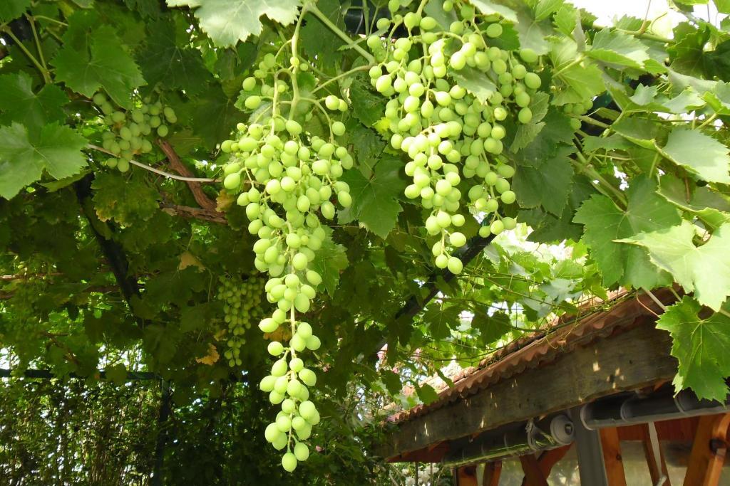 فندق Cesur Pansiyon Çıralı المظهر الخارجي الصورة